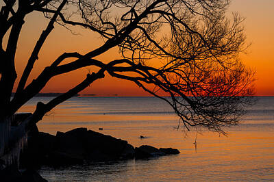 Birds Photos - Colorful Quiet Sunrise on Lake Ontario in Toronto by Georgia Mizuleva