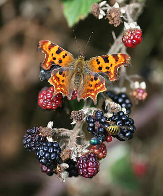 Achieving - Comma Butterfly on a Blackberry bush by John Keates