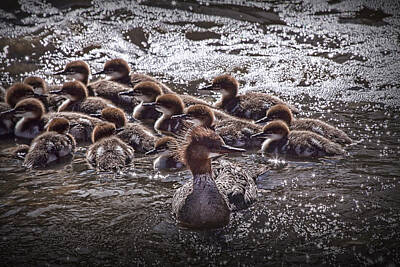 Printscapes - Common Merganser with chicks by Randall Nyhof