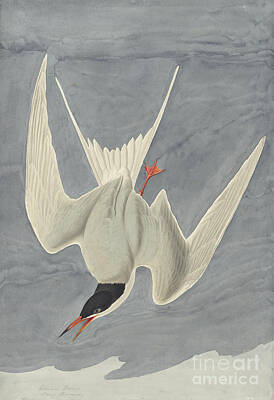 Animals Drawings - Common Tern by Celestial Images