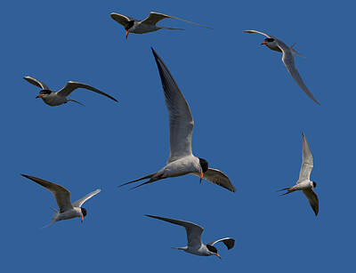 School Teaching - Common Terns Collage by Ernest Echols