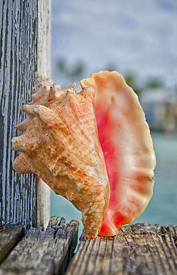 Halloween - Conch Shell on Dock by Rashad Penn