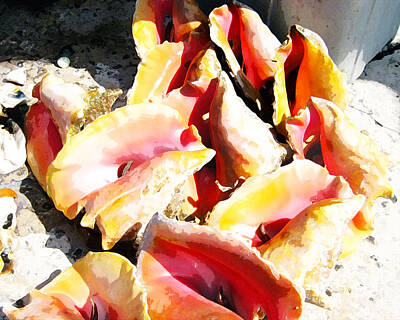 Beach Royalty-Free and Rights-Managed Images - Conch Shells by Seven Seas