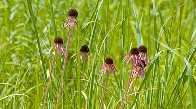 Sports Photos - Cone Flowers by David Tennis