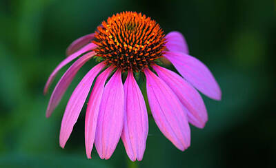 Floral Photos - Coneflower Delight by Debbie Oppermann