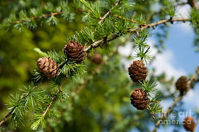 Traditional Kitchen - Larix polonica or Larch small cones on twig  by Arletta Cwalina