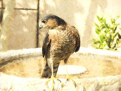 Granger Royalty Free Images - Coopers Hawk at the Birdbath Royalty-Free Image by Jayne Wilson