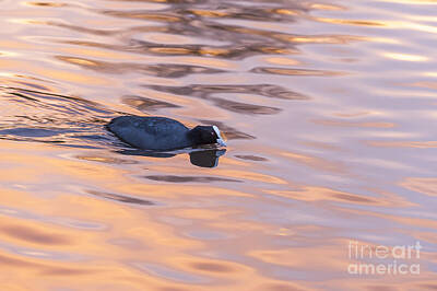 Birds Royalty-Free and Rights-Managed Images - Coot evening swim by Stephen Horsted