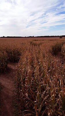 World War 2 Action Photography - Corn Maize 2 by Kimberlee Marvin