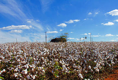 Anchor Down - Cotton field under cotton clouds by Andy Lawless