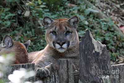 Just Desserts - Cougar by Dwight Cook
