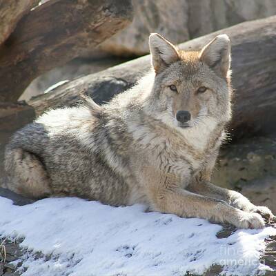 Nikki Vig Royalty-Free and Rights-Managed Images - Coyote in Winter by Nikki Vig