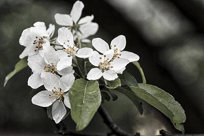 Winter Animals Rights Managed Images - Crabapple blossoms - arboretum - Madison Royalty-Free Image by Steven Ralser
