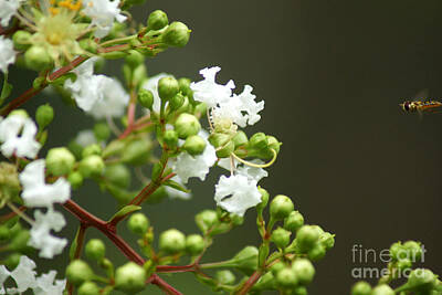 Target Threshold Nature Rights Managed Images - Crape Myrtle Royalty-Free Image by Kim Pate