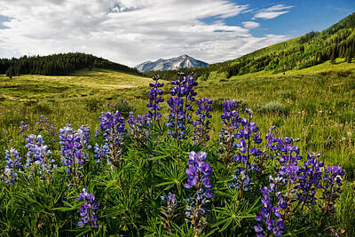 Angels And Cherubs - Crested Butte Lupines by Ronda Kimbrow