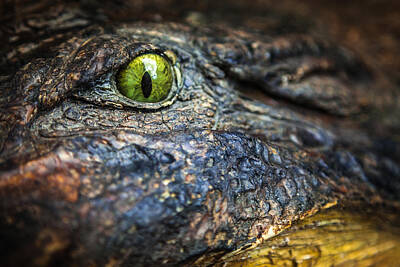 Reptiles Photo Royalty Free Images - Crocodile  Royalty-Free Image by Karen Wiles