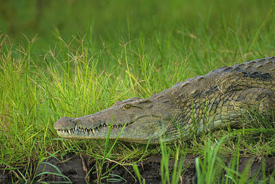 Reptiles Photos - Crocodile On The Banks Of The Shire by Ian Cumming