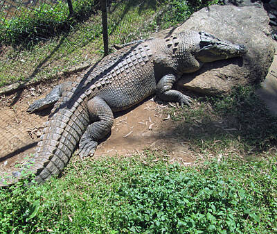 Reptiles Photos - Crocodile by John Mathews