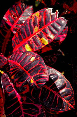 Comedian Drawings - Croton Leaves in Black and Red by Michele Myers