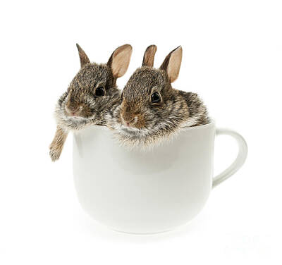 Portraits Photos - Cup of bunnies by Elena Elisseeva