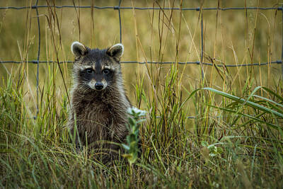 Scott Bean Royalty-Free and Rights-Managed Images - Curious Raccoon by Scott Bean