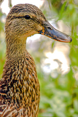 Abstract Water - Cute Female Duck by Optical Playground By MP Ray