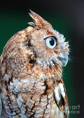 Monochrome Landscapes - Cute Owl Profile by Carol Groenen