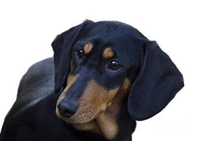 Portraits Rights Managed Images - Dachshund Royalty-Free Image by Linsey Williams