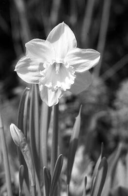 Little Mosters - Daffodils - Infrared 15 by Pamela Critchlow