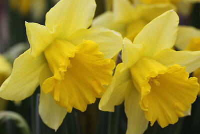 Patriotic Signs - Daffodils Twins  by Paul Slebodnick