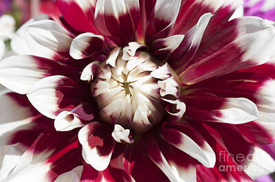 Floral Photos - Dahlia 3 by Steve Purnell