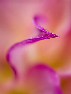Floral Photos - Dahlia Drops by Mary Jo Allen