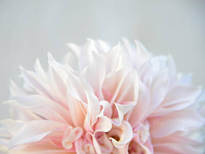 Zen Royalty Free Images - Dahlia Royalty-Free Image by Stephanie Hogue