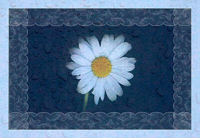 Floral Rights Managed Images - Daisy Blues Royalty-Free Image by Debbie Nobile