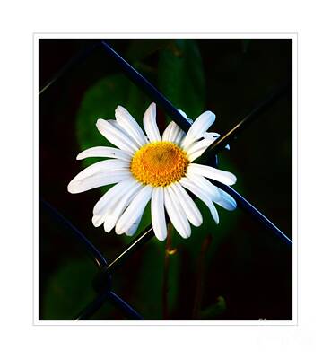 Windmills Rights Managed Images - Daisy Chain-Link  Royalty-Free Image by Lilliana Mendez