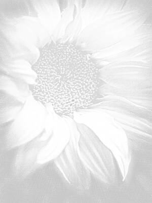 Sunflowers Paintings - Sunflower White On White by Tony Rubino