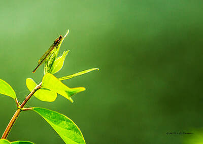Marvelous Marble Royalty Free Images - Damselfly Royalty-Free Image by Ed Peterson