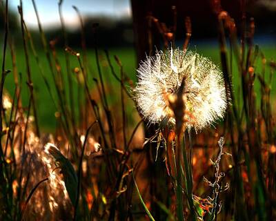 Jerry Sodorff Royalty-Free and Rights-Managed Images - Dandelion 15759 by Jerry Sodorff