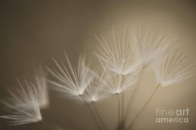 Printscapes - Dandelion close-up view backlit by Jim Corwin