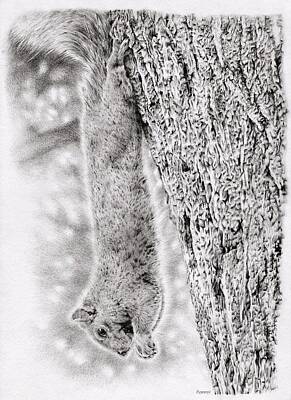 Food And Beverage Drawings - Dangling Squirrel by Casey 