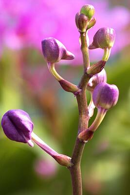 Piano Keys - Dark Purple Dendrobium Buds by Carol Montoya