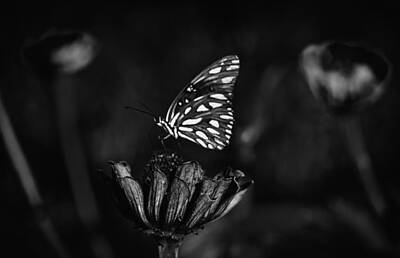 Tracy Brock Royalty-Free and Rights-Managed Images - Darken Butterfly On Flower by Tracy Brock