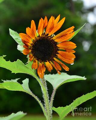 Stunning 1x - Day One for A New Sunflower Bloom by Bob Sample