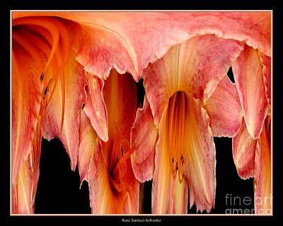 Abstract Flowers Photos - Daylily Flower Abstract by Rose Santuci-Sofranko