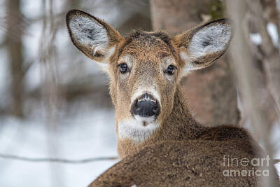 Abstract Animalia - Deer by Cheryl Baxter