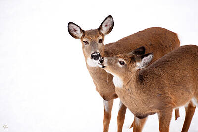 Mammals Royalty-Free and Rights-Managed Images - Deer Kisses by Karol Livote