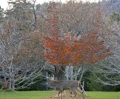 Landscapes Kadek Susanto Royalty Free Images - Deer Late Autumn Acadia Royalty-Free Image by Lena Hatch
