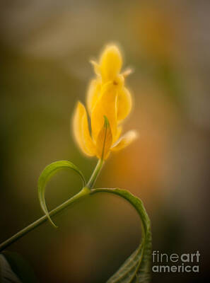 Abstract Flowers Photos - Delicate Fountain of Gold by Mike Reid