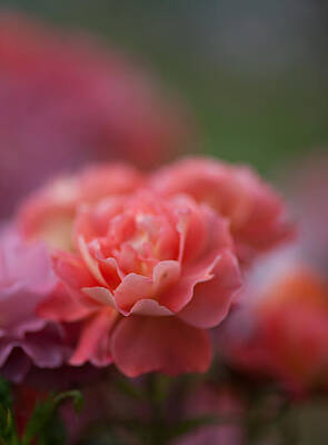 Roses Photos - Delicate Layers of Light by Mike Reid