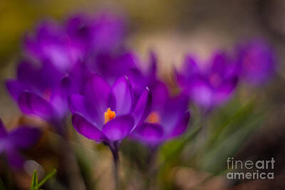 Colorful Abstract Animals - Delicate Crocus Purples by Mike Reid